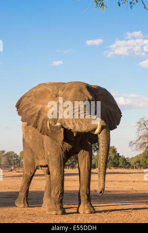 Elefante africano bull in appoggio il suo tronco al brosmio Foto Stock