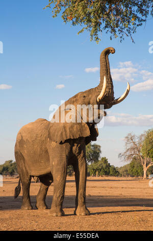 Elefante africano bull sino ad albero con tronco Foto Stock