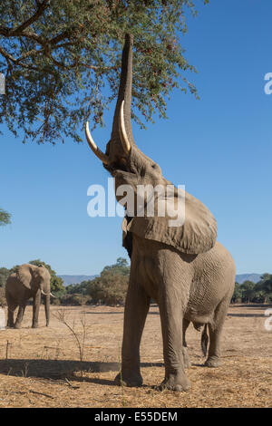 Elefante africano bull sino ad albero con tronco Foto Stock