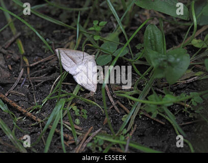 Marrone linea argento moth in appoggio sul fogliame in area erbosa in Polonia settentrionale Foto Stock