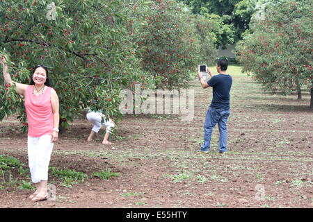 Bella Signora accanto a un albero ciliegio, tenendo in mano un ramo caricato con maturi, rosso, ciliegie, in un piccolo frutteto. Foto Stock