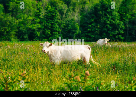 Vacca bianca in un campo di erba alta Foto Stock
