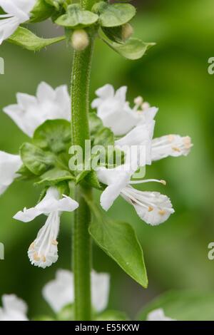 Sweet Basil, Ocimum basilicum, mostrando di close-up di fiori, Inghilterra, Luglio. Foto Stock