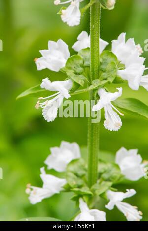 Sweet Basil, Ocimum basilicum, mostrando di close-up di fiori, Inghilterra, Luglio. Foto Stock