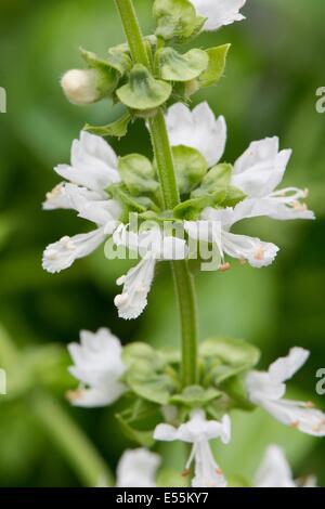 Sweet Basil, Ocimum basilicum, mostrando di close-up di fiori, Inghilterra, Luglio. Foto Stock