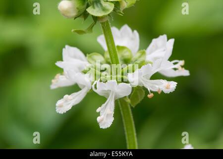 Sweet Basil, Ocimum basilicum, mostrando di close-up di fiori, Inghilterra, Luglio. Foto Stock