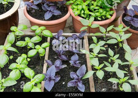 Contenitore cresciuto dolce, il viola e il basilico tailandese in serra, Inghilterra, Luglio Foto Stock