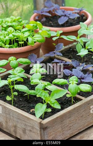 Contenitore cresciuto dolce, il viola e il basilico tailandese in serra, Inghilterra, Luglio Foto Stock