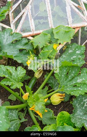 Vista su un piccolo letto sollevata coltivazioni di zucchine, lattuga e cetriolo outdoor in antiche cloche, Inghilterra luglio. Foto Stock