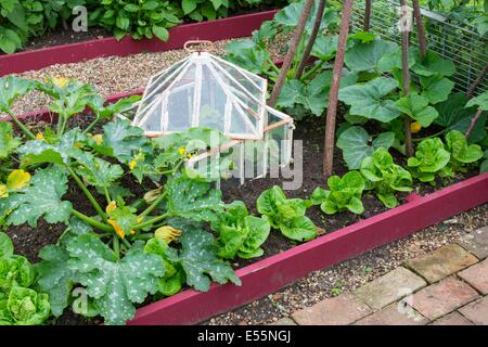 Vista su un piccolo letto sollevata coltivazioni di zucchine, lattuga e cetriolo outdoor in antiche cloche, Inghilterra luglio. Foto Stock