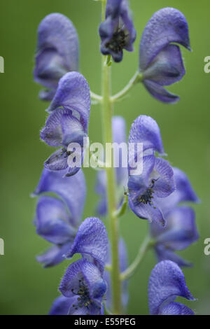 Monkshood, Aconitum napellus Foto Stock