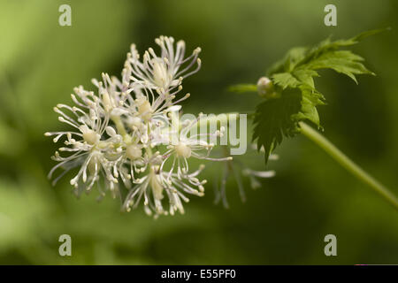 Baneberry, actaea spicata Foto Stock