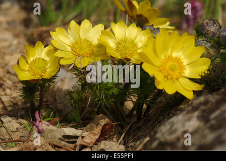 Fagiano's eye, adonis vernalis Foto Stock