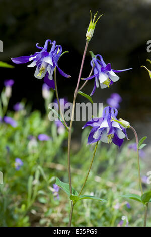 Aquilegia alpina europea, aquilegia vulgaris Foto Stock