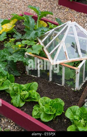 Vista su un piccolo letto sollevata coltivazioni di zucchine, lattuga e cetriolo outdoor in antiche cloche, Inghilterra luglio. Foto Stock