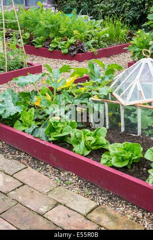 Vista su un piccolo letto sollevata coltivazioni di zucchine, lattuga e cetriolo outdoor in antiche cloche, Inghilterra luglio. Foto Stock