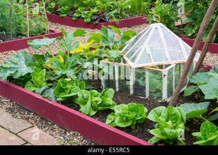 Vista su un piccolo letto sollevata coltivazioni di zucchine, lattuga e cetriolo outdoor in antiche cloche, Inghilterra luglio. Foto Stock