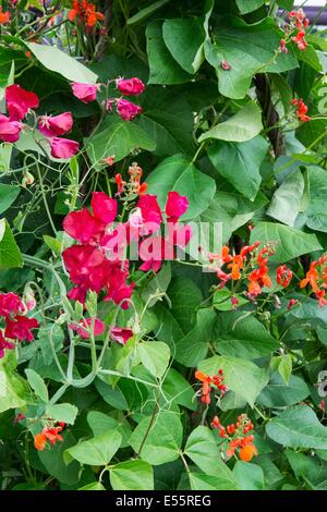 Giardino estivo con i baccelli crescono al fianco di Old fashion piselli dolci. Inghilterra, Luglio Foto Stock