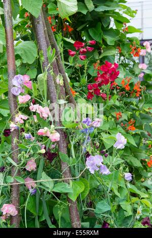 Giardino estivo con i baccelli crescono al fianco di Old fashion piselli dolci. Inghilterra, Luglio Foto Stock