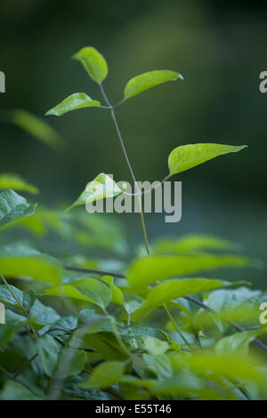 Uomo vecchio con la barba, Clematis vitalba Foto Stock