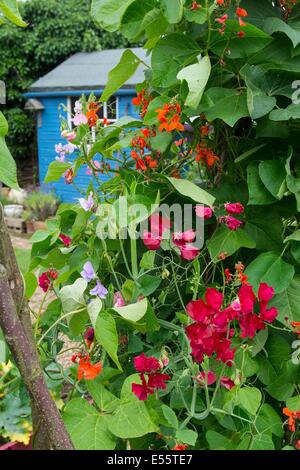 Giardino estivo con i baccelli crescono al fianco di Old fashion piselli dolci. Inghilterra, Luglio Foto Stock