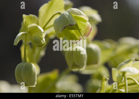 L'elleboro puzzolente, Helleborus foetidus Foto Stock