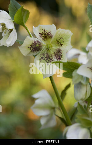 Rosa quaresimale, helleborus orientalis Foto Stock