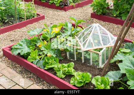 Vista su un piccolo letto sollevata coltivazioni di zucchine, lattuga e cetriolo outdoor in antiche cloche, Inghilterra luglio. Foto Stock