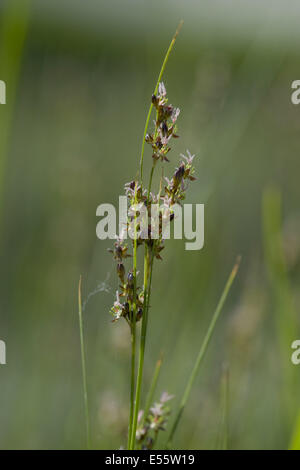 Blackgrass, juncus gerardii Foto Stock