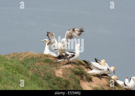 Colonia nidificazione di sule a Bempton Cliffs, East Yorkshire, Regno Unito. Foto Stock
