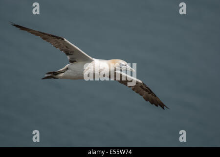 Gannett battenti a Gannett colonia in RSPB Bempton Cliffs. Foto Stock