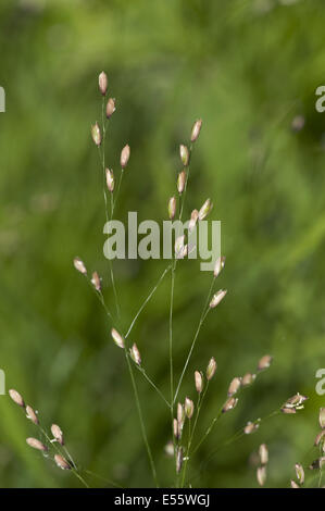 Legno, melic melica uniflora Foto Stock