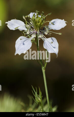 Nigella, nigella arvense Foto Stock