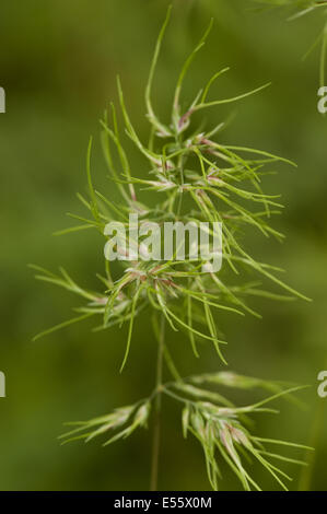 A bulbo, bluegrass poa bulbosa Foto Stock