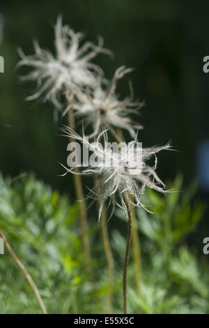 Haller's pasqueflower, pulsatilla halleri ssp. styriaca Foto Stock