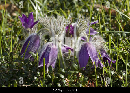 "Pasque comune fiore, pulsatilla vulgaris Foto Stock