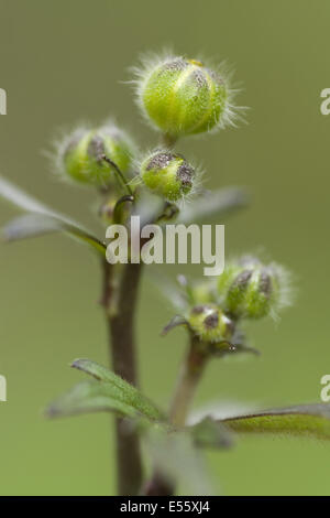Ranuncolo alti, ranunculus acris Foto Stock