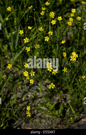 Minor spearwort, ranunculus flammula Foto Stock