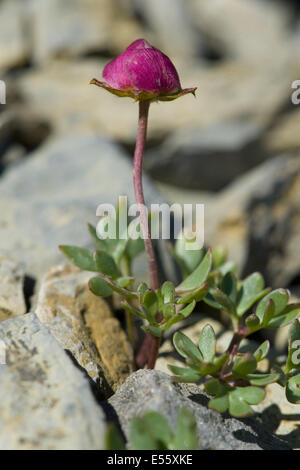 Il Ghiacciaio Crowfoot, Ranunculus glacialis Foto Stock