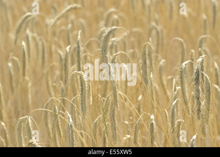 Segale comune, secale cereale Foto Stock