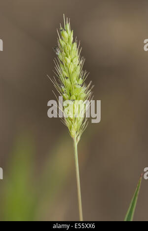 Il verde di coda di volpe, Setaria viridis Foto Stock