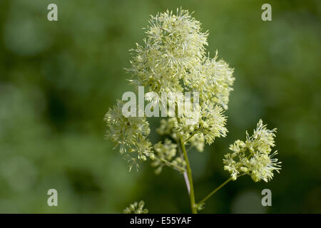 Prato giallo rue, thalictrum flavum Foto Stock