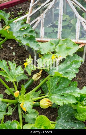 Vista su un piccolo letto sollevata coltivazioni di zucchine e outdoor cetriolo in antico cloche, Inghilterra luglio. Foto Stock