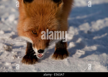 Siberian fox in snow sun mostrando i denti a bocca aperta Foto Stock