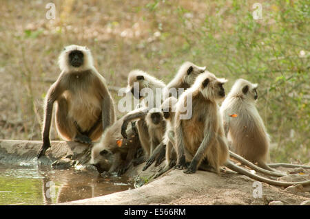 Gruppo di scimmie Langur ad acqua nel Parco Nazionale di Kanha India Foto Stock