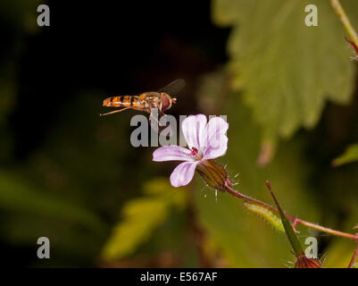 La marmellata di arance hoverfly Episyrphus balteatus passando sopra il fiore di Herb Robert Geranium robertianum Foto Stock