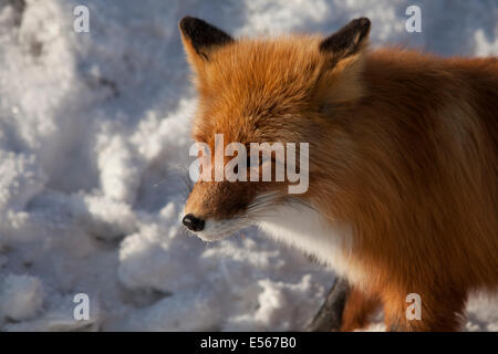 Siberian fox in snow sun Foto Stock