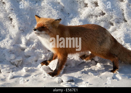 Siberian fox nella neve sole orme di ghiaccio Foto Stock