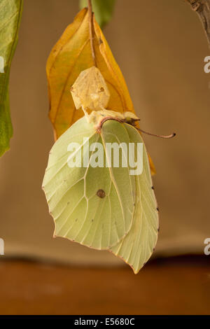 Brimstone butterfly Gonepteryx rhamni appena emerso da crisalide Foto Stock