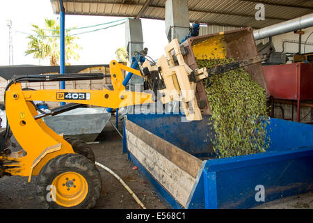 Olive raccolte ha portato all'olio d'oliva premere. Fotografato in Israele Foto Stock